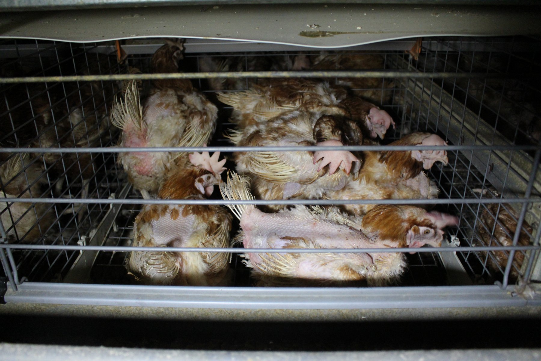 Caged Eggs Knowledgebase Farm Transparency Project Australian